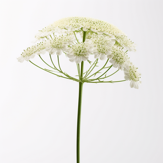 Bishop's Flower