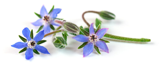 Borage