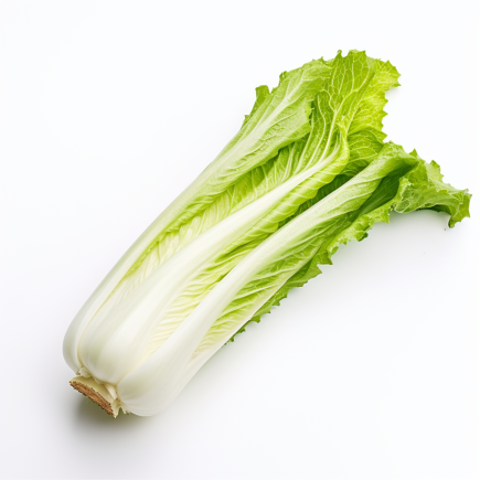 Broadleaf Endive