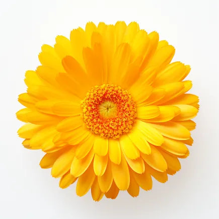 Calendula Pacific Beauty