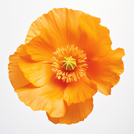 Poppy California