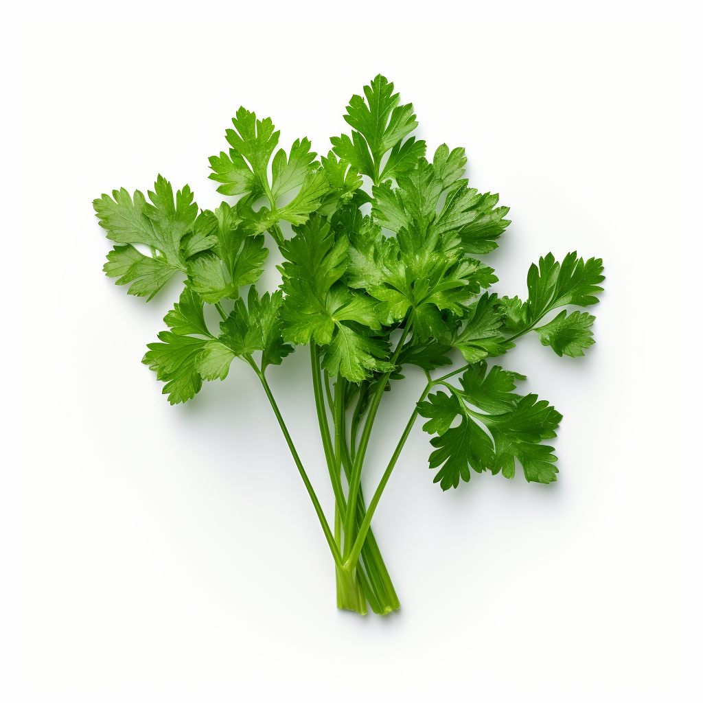 Curled Chervil