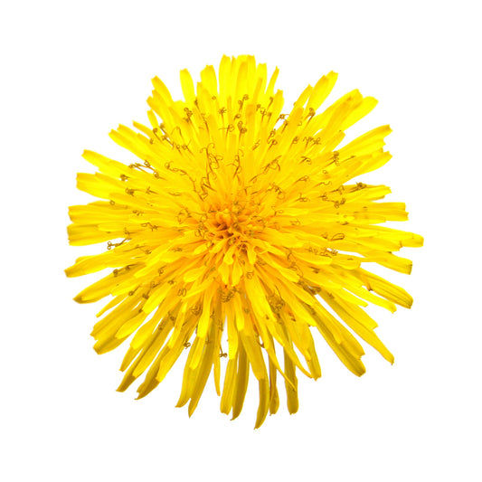 Italian Dandelion - Catalogna Chicory