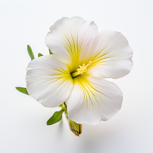 Primrose Dwarf Evening