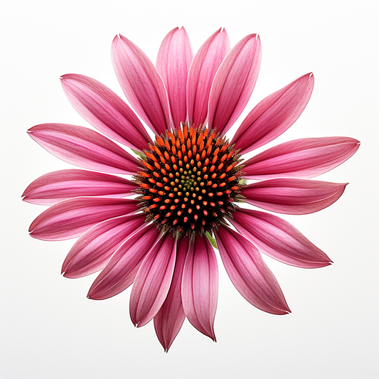 Echinacea Flowers