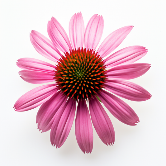 Echinacea Coneflower Purple