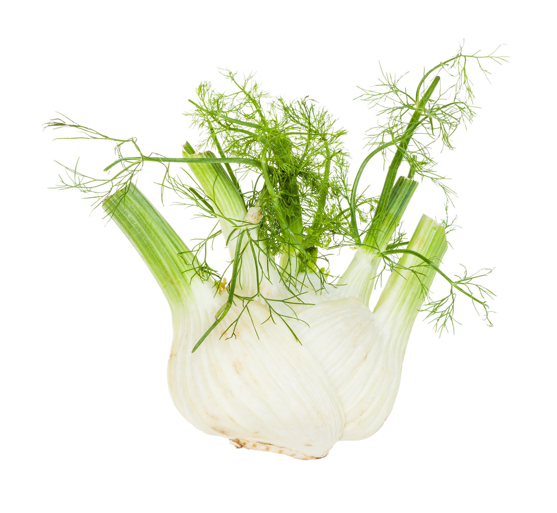 Fennel Florence