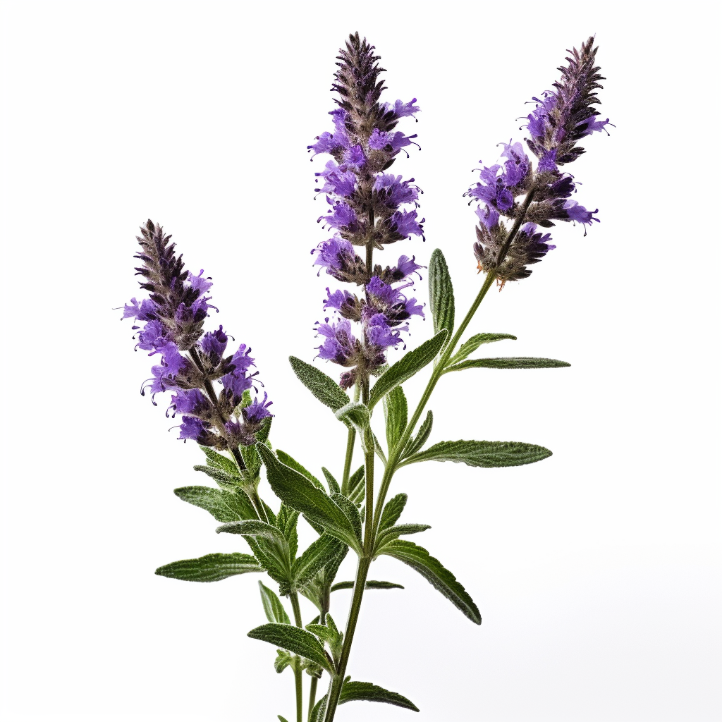 Hyssop
