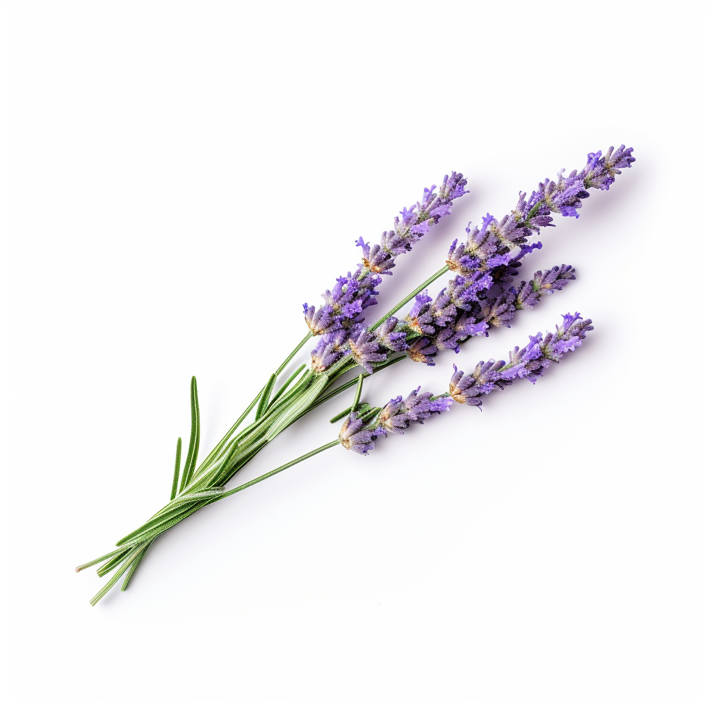 English Lavender