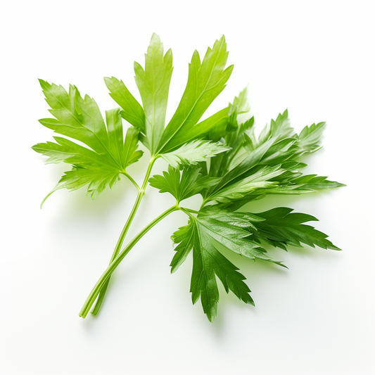 Lovage