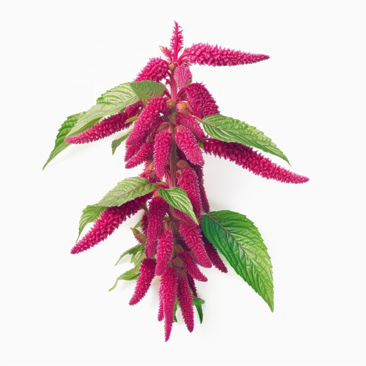Love Lies Bleeding