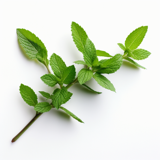 Mountain Mint
