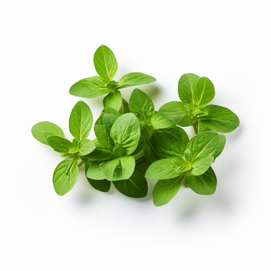 Oregano Italian (Vulgare)