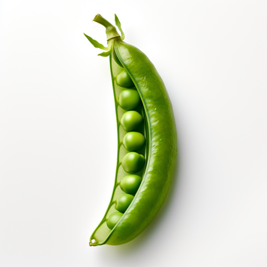 Pea Oregon Sugar Pod Ⅱ