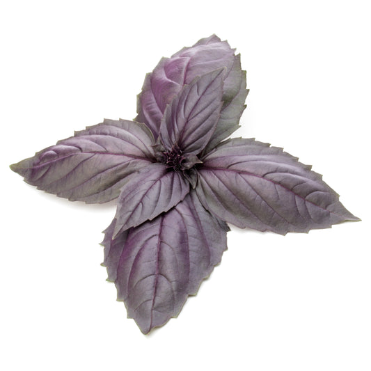 Purple Basil Dark Opal