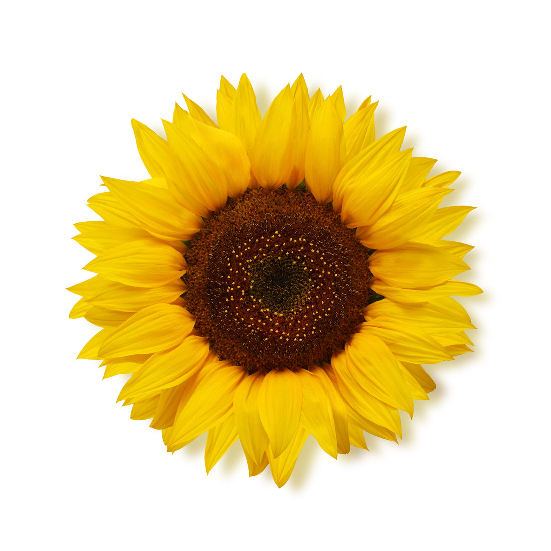 Sunflower Mix