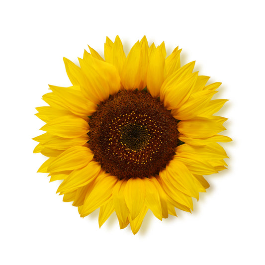 Sunflower Mix