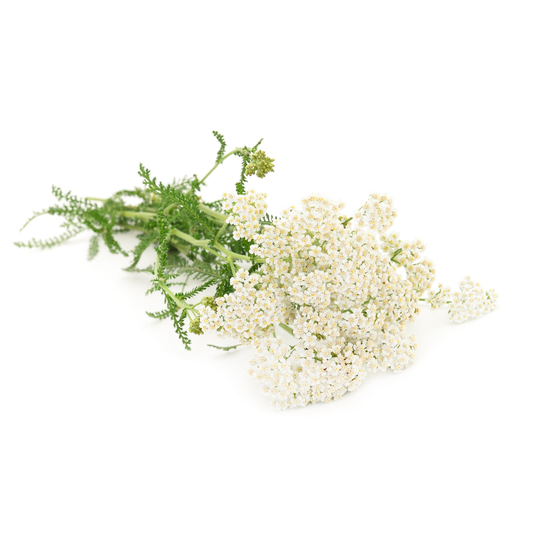 White Yarrow