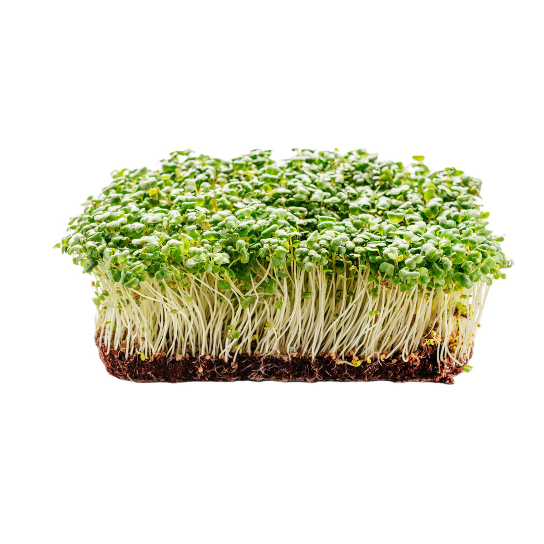 Arugula Microgreens