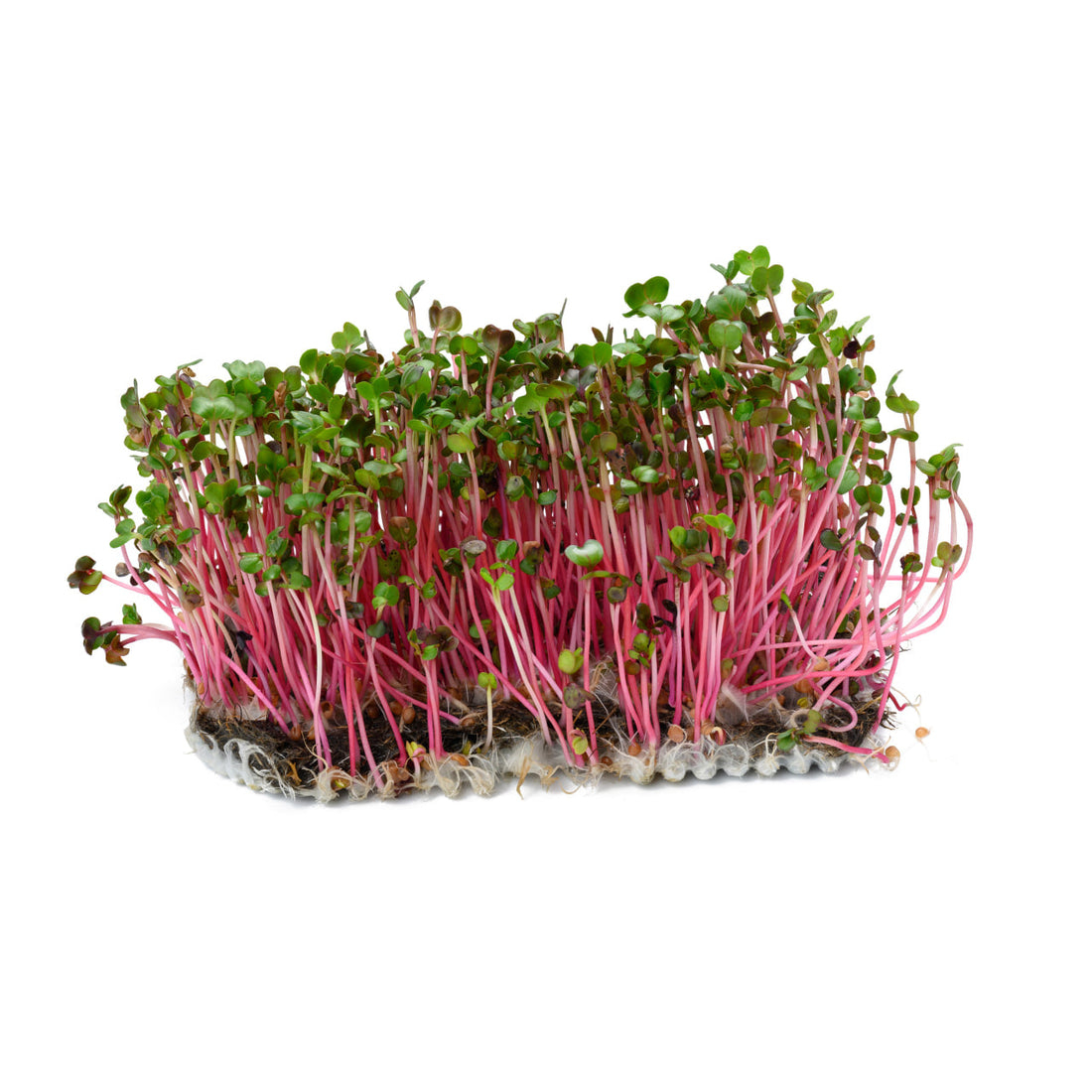 Radish Microgreens
