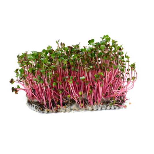 Radish Microgreens